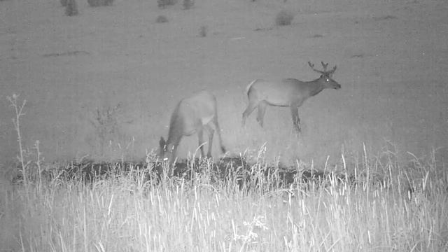 Самец и самка марала.AVI смотреть онлайн