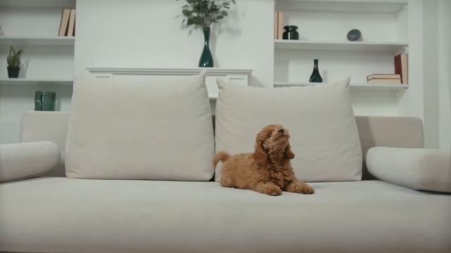 5 Things You Must Never Do to Your Toy Poodle