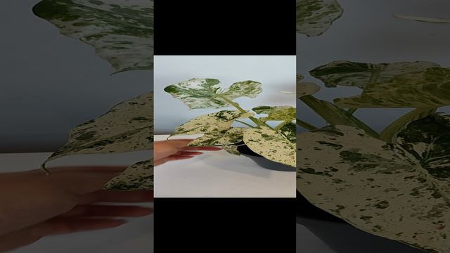 Алоказия одора