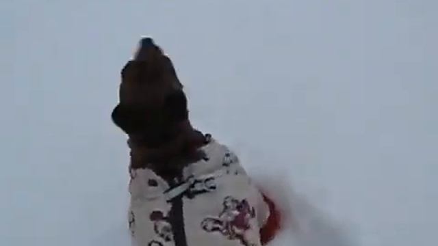 Обувь для собак