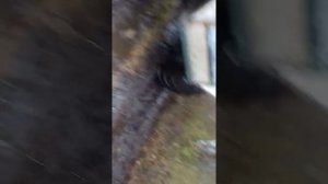 На каракате ОХОТНИК вывозим кедровую шишку