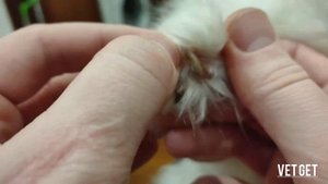 VetGet. Вросшие коготки у кошки