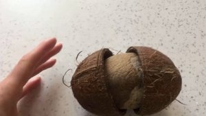 Декорация в аквариум из кокоса.