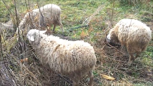 Овцы "Александровская многоплодная". Редкие породы овец. смотреть онлайн