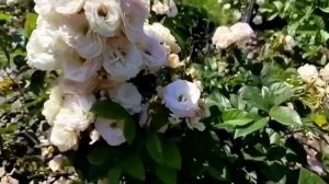 Розы королевы сада. Лав сонг. Эдит. Карамель антик. Симпли Джорджиус. Парфюм киссес.