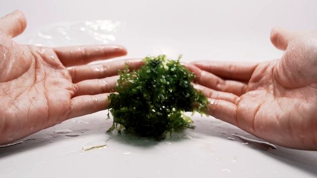 My Top 10 Easy Beginner Aquarium Plants смотреть онлайн