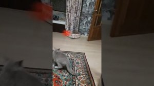 БРИТАНСКАЯ КОШКА РАЗГОВАРИВАЕТ