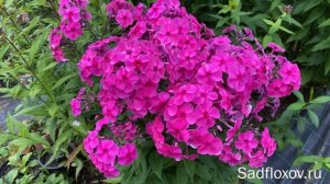 Флоксы раннего срока цветения