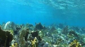 Snorkeling at Cayo Coco, Memories Flamenco coral reefs