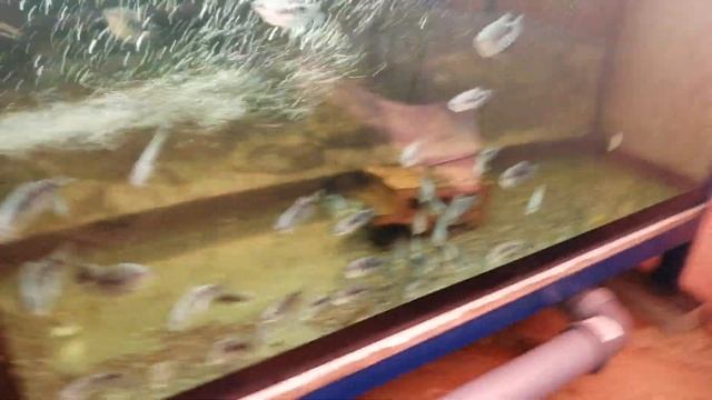 #Аквариум#Какие рыбки продаются на разводне#Какие не продаются рыбки# смотреть онлайн