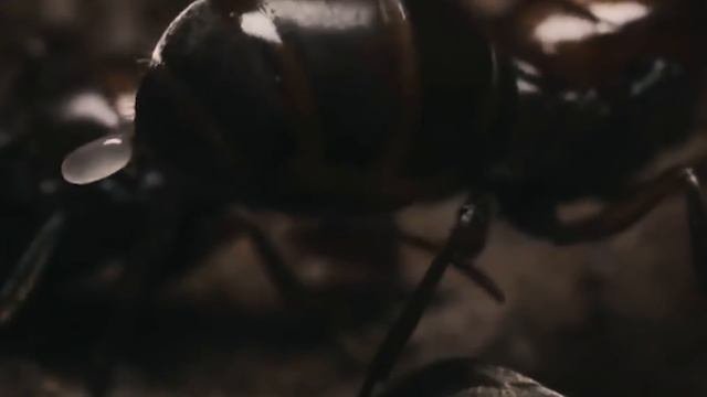 Энг Хафли Хашоратлар 10 талиги