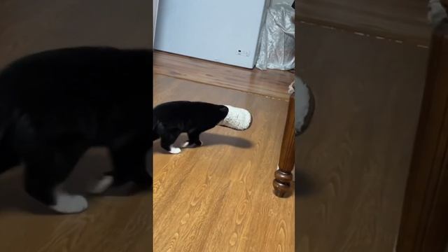 Кошачий Весенний бзик !