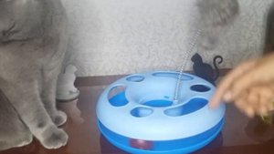 Как ухаживать за кошкой что её нужно купить и уход за британкой