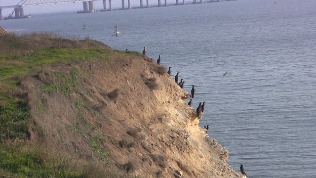 Керченский мост.Бакланы на обрыве.Семь ветров Керчь. смотреть онлайн