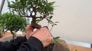 Improving an Ficus Bonsai