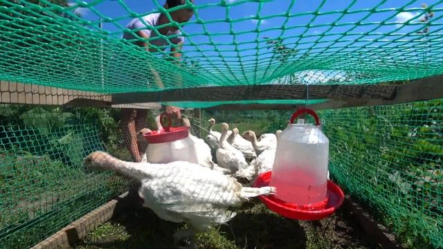 Индюшата Биг-6, возраст один месяц. Краснодарский край. смотреть онлайн