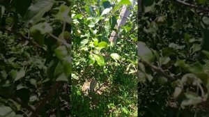 Сад у себя на огороде, обзор яблонь сорта  чемпион, фуджи, голден подвой М9 карликовый 23 июня 2020