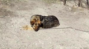 Верный сторожевой пёс! Собака охраняет дом!