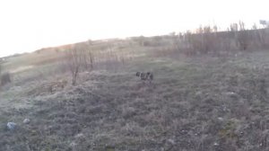 # 32 Натаска Дратхаара по парной куропатке.