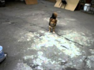 собака вратарь