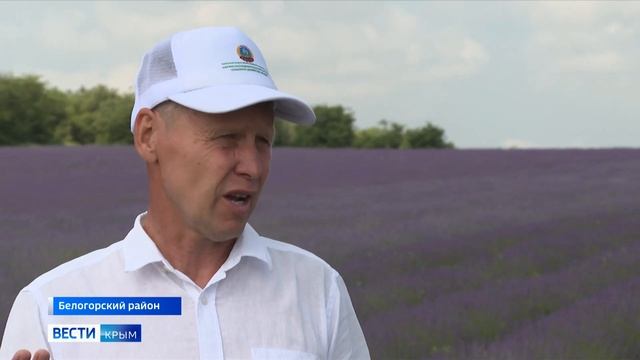 Новый сорт лаванды вывели в Крыму