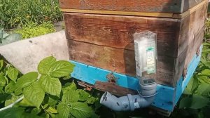 пчелы омск на даче
