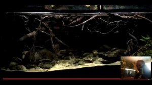 Аквариумы которые произвели на меня впечатление 6(Лучший риф, биотопы,крупные рыбы)