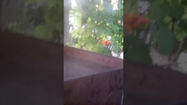 Поймал удочкой черепаху смотреть онлайн