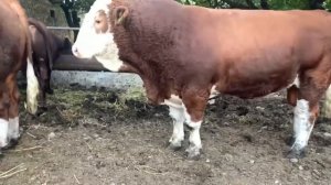 Содержание очень  больших быков