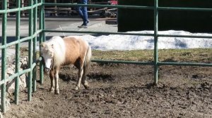 Карликовая лошадка 13.04.2021