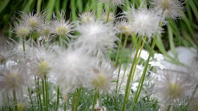 Пришло лето Июнь 2018 пробное видео Nikon D3100 смотреть онлайн