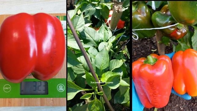 ОЧЕНЬ УРОЖАЙНЫЙ , КРУПНОПЛОДНЫЙ , АРОМАТНЫЙ  И ОЧЕНЬ ВКУСНЫЙ  СЛАДКИЙ  ПЕРЕЦ  ДЛЯ ОТКРЫТОГО ГРУНТА