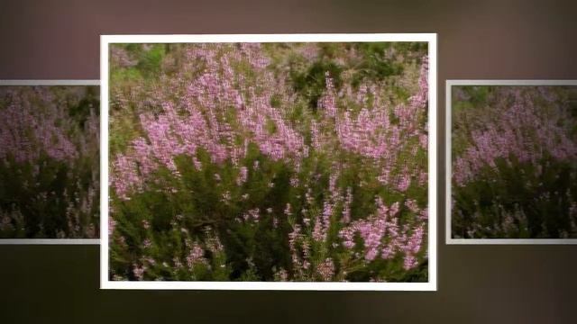 Цветки Вереска (Calluna vulgaris)