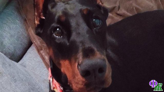 БАРСИК 11-2. «И чего это хозяйке надо от меня отдыхать?» - Барсик угрюмо сидел в переноске смотреть онлайн