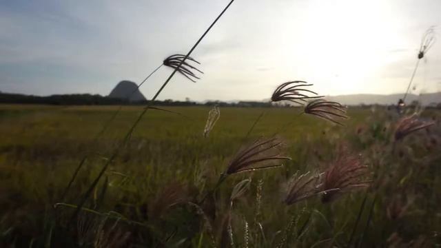 Rice Field in Kampung Kok Mak Perlis смотреть онлайн