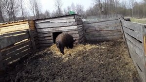 Хряк венгерской мангалицы
