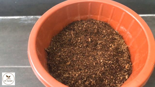 I tried to propagate the custard apple this way and the results were amazing смотреть онлайн