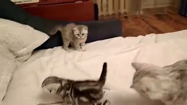 Продаются вислоухие и прямоухие шотландские котята