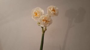 #нарцисс / Нарцисс Абба (лат. narcissus ), многоцветковый , махровый красавец.  Краткий обзор