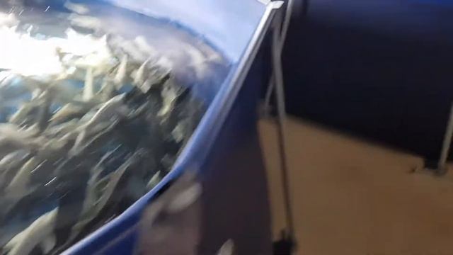 Осетровая УЗВ. Выращивание стерляди альбиносов для получения золотой икры | Akva Ferma смотреть онлайн