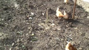 Можно ли давать курам яблоки? Начинающий фермер