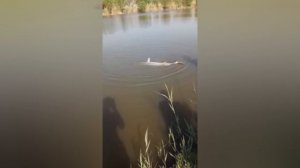 ВОТ ЭТО РЫБАЛКА! БЕЛУГА!!! И такое  на рыбалке бывает!