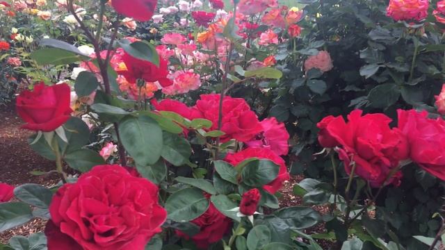 Как мы боремся с сорняками. смотреть онлайн