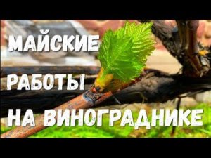 Майские работы на винограднике в открытом грунте