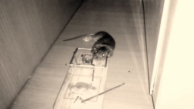 Мышь попалась в мышеловку смотреть онлайн