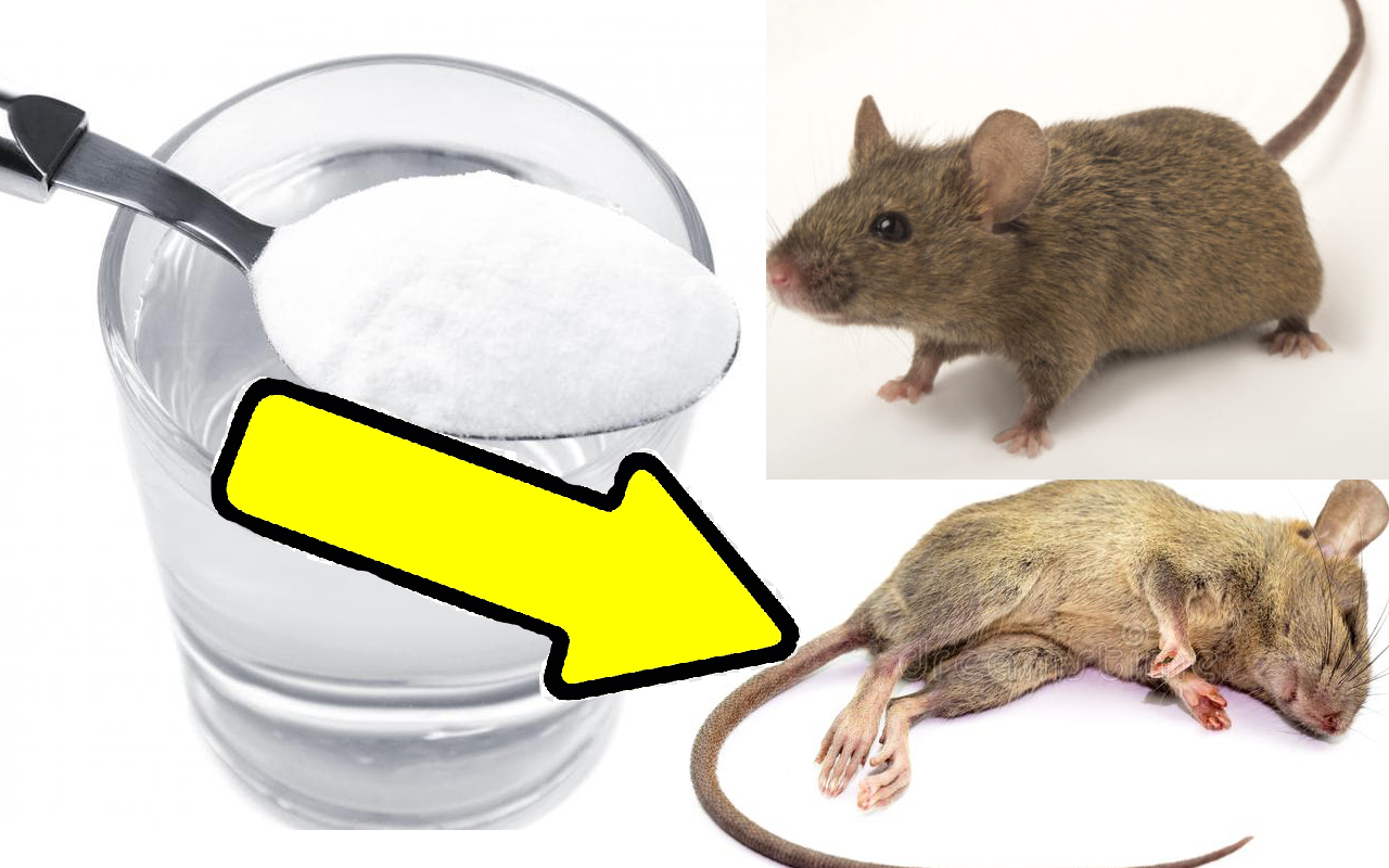 Способы избавиться от мышей. Борьба с мышами. Как избавится от мыши звуки. Как избавиться от мышей в частном доме.