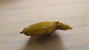 КУКОЛКА КОКОН БАБОЧКИ КАПУСТНИЦИ.  Наблюдение за Животными. Никита Нюняев Одесса сентябрь 2017