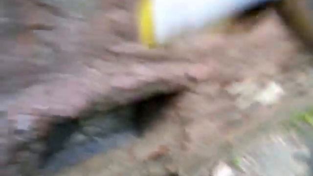 Кормление четырех бездомных кошек