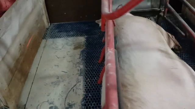 Свинья родила поросят намного больше чем сосков смотреть онлайн