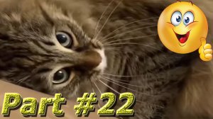 Подборка Видео Со Смешными Животными Март 2024. Part #22 #dog #cat #animals #video #smile #new